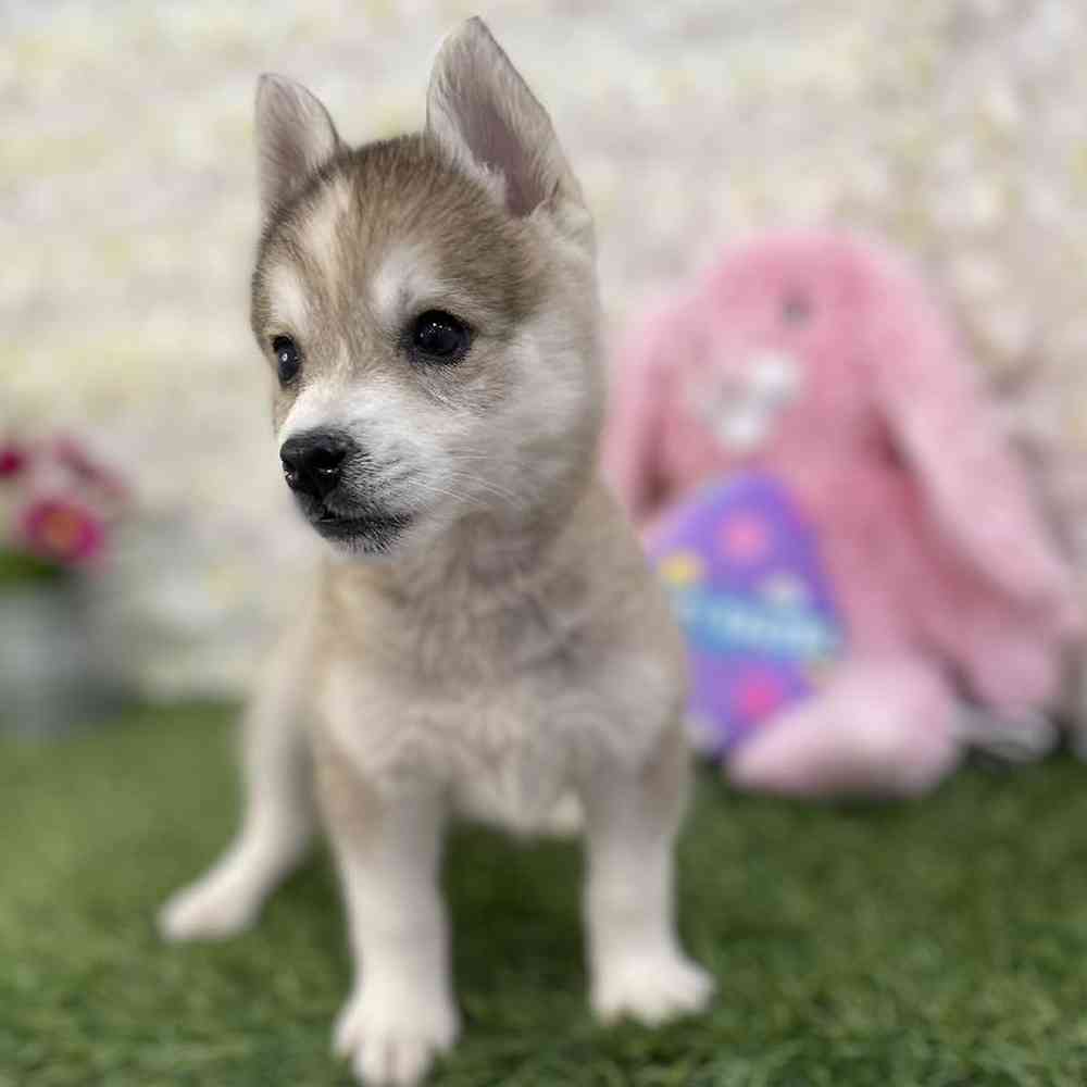 Female Alaskan Klee Kai Puppy for Sale in Braintree, MA