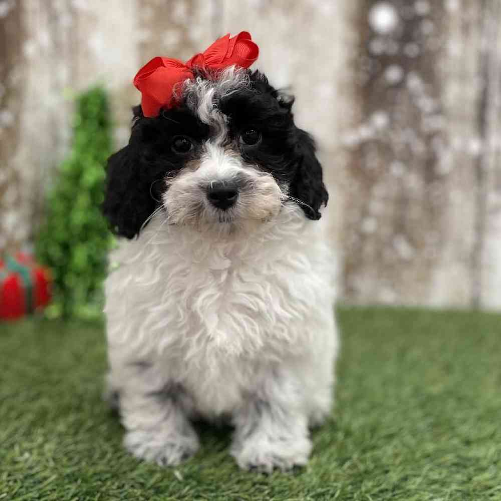 Female Cavachon Puppy for Sale in Braintree, MA