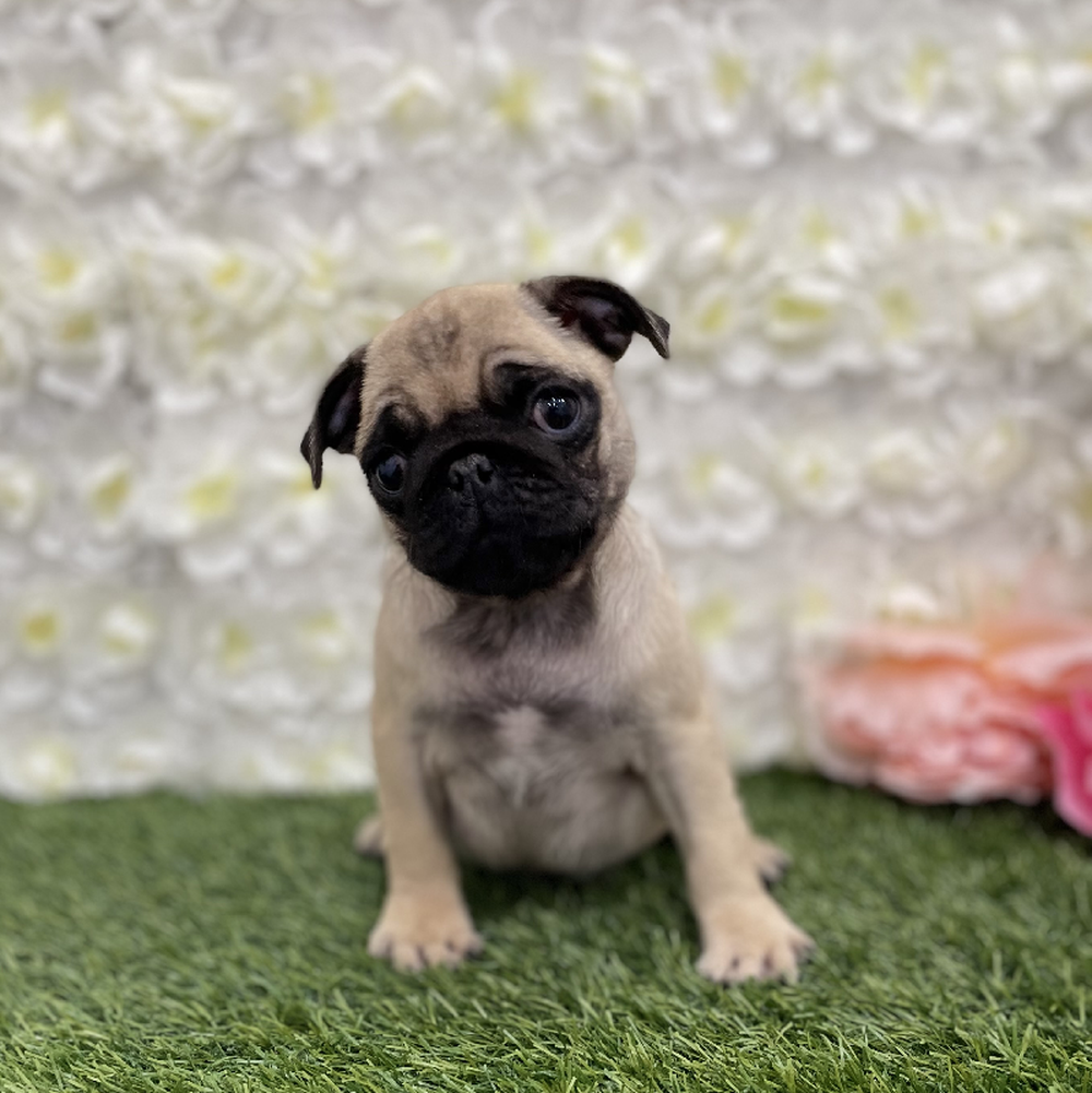 Male Pug Puppy for Sale in Braintree, MA