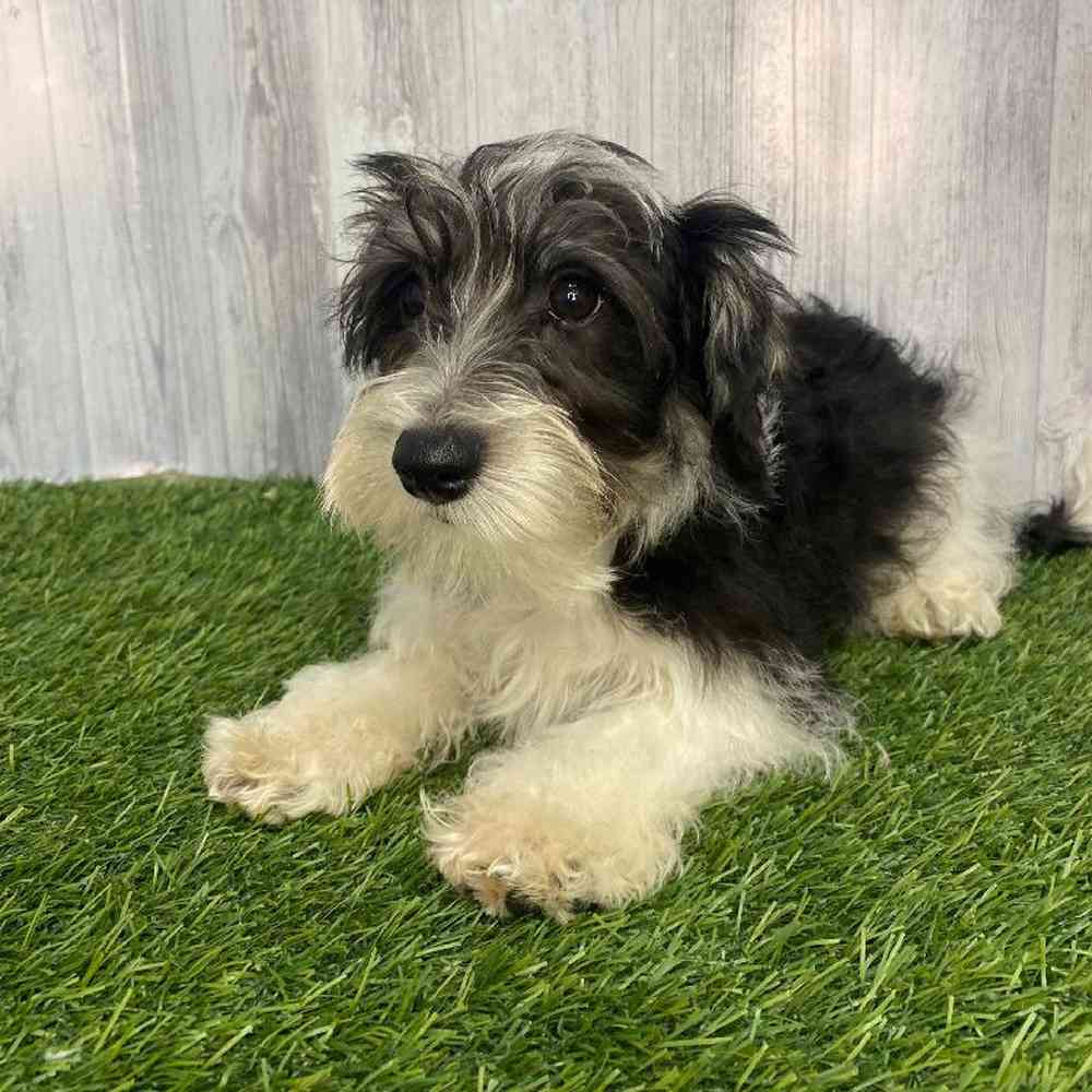 Male Chonzer (Bichon/Min Schnauzer) Puppy for Sale in Saugus, MA