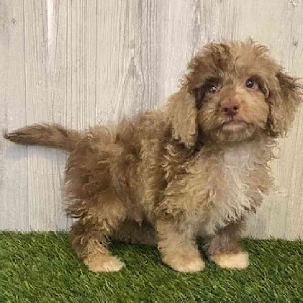 Male Cockapoo Puppy for sale