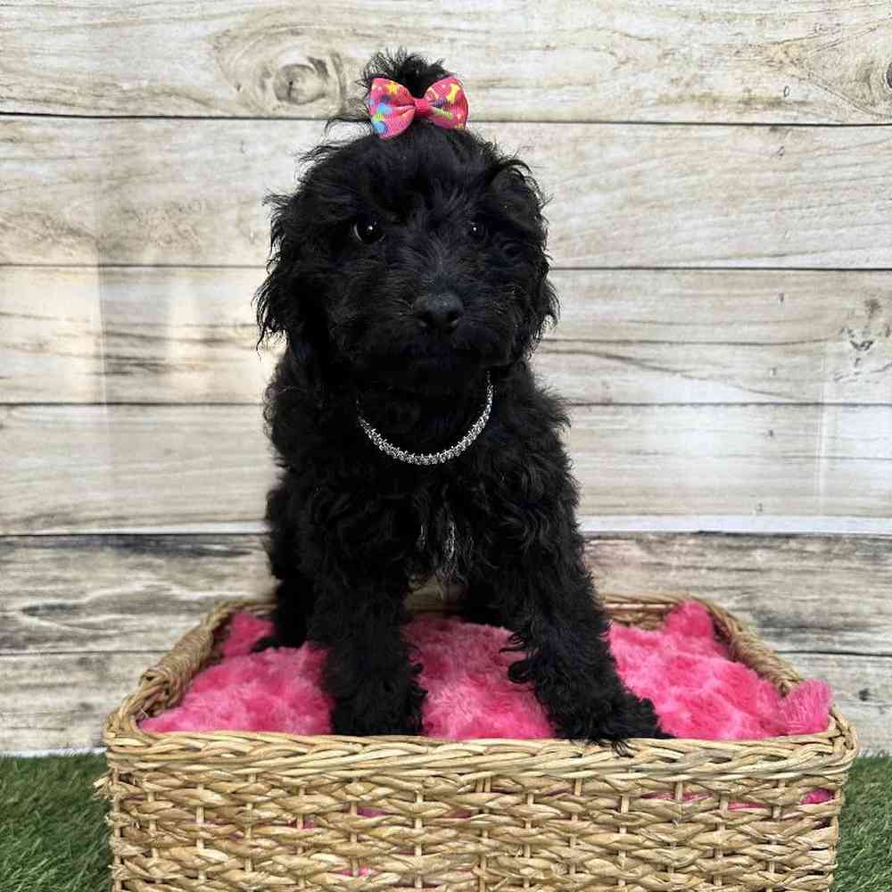 Female Cockapoo 2nd Gen Puppy for Sale in Saugus, MA