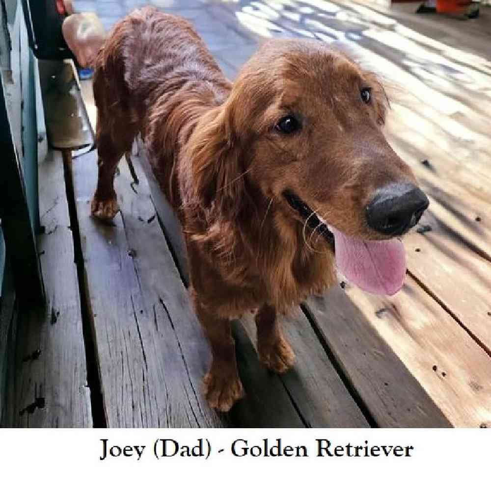 Female Golden Retriever Puppy for Sale in Braintree, MA