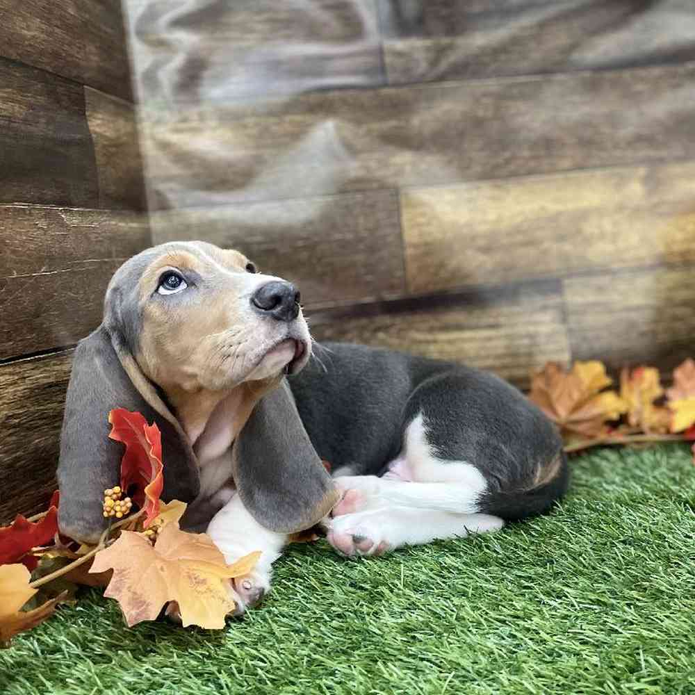 Male Basset Hound Puppy for Sale in Braintree, MA