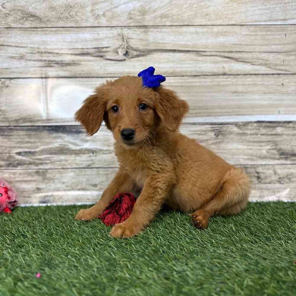 Female Golden Retriever Puppy for Sale in Saugus, MA