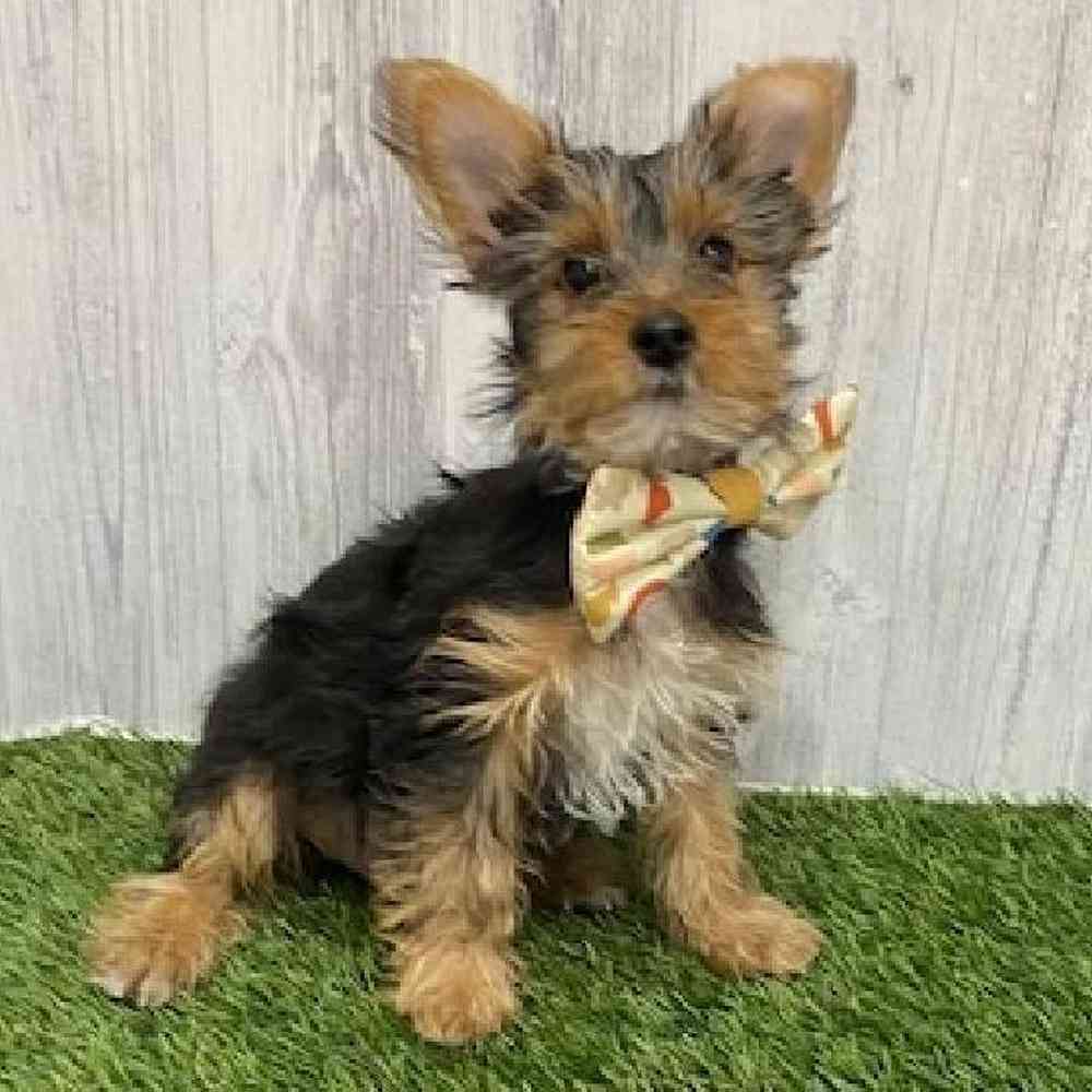 Male Yorkshire Terrier Puppy for Sale in Braintree, MA