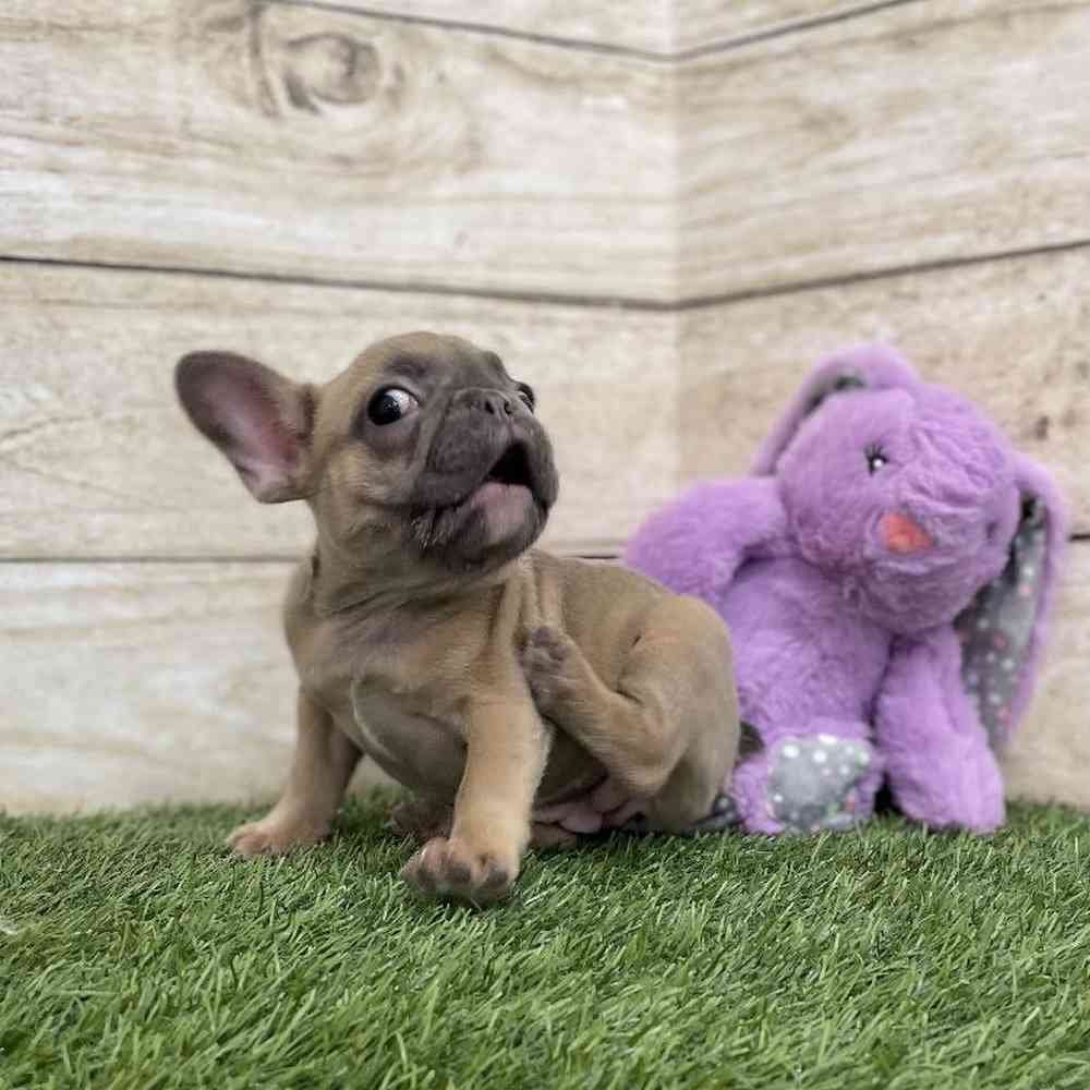 Female French Bulldog Puppy for Sale in Braintree, MA