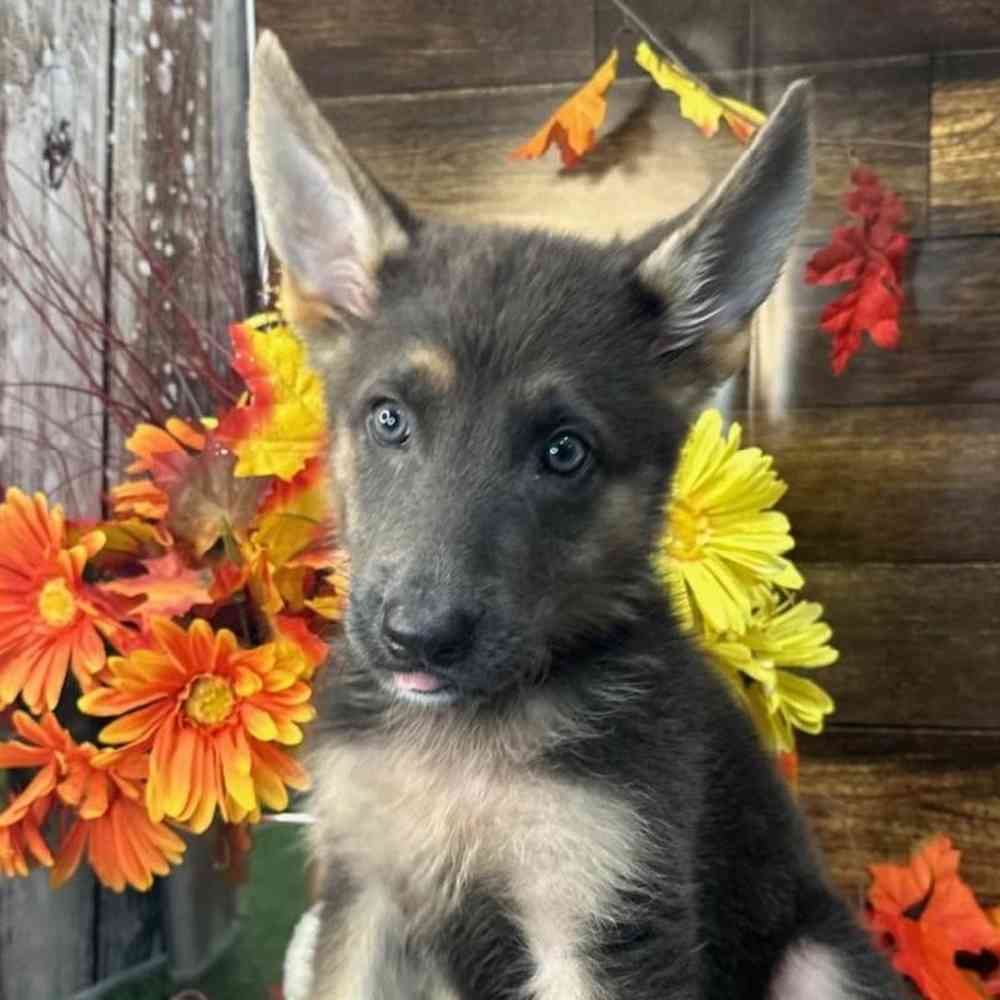 Female German Shepherd Dog Puppy for Sale in Saugus, MA