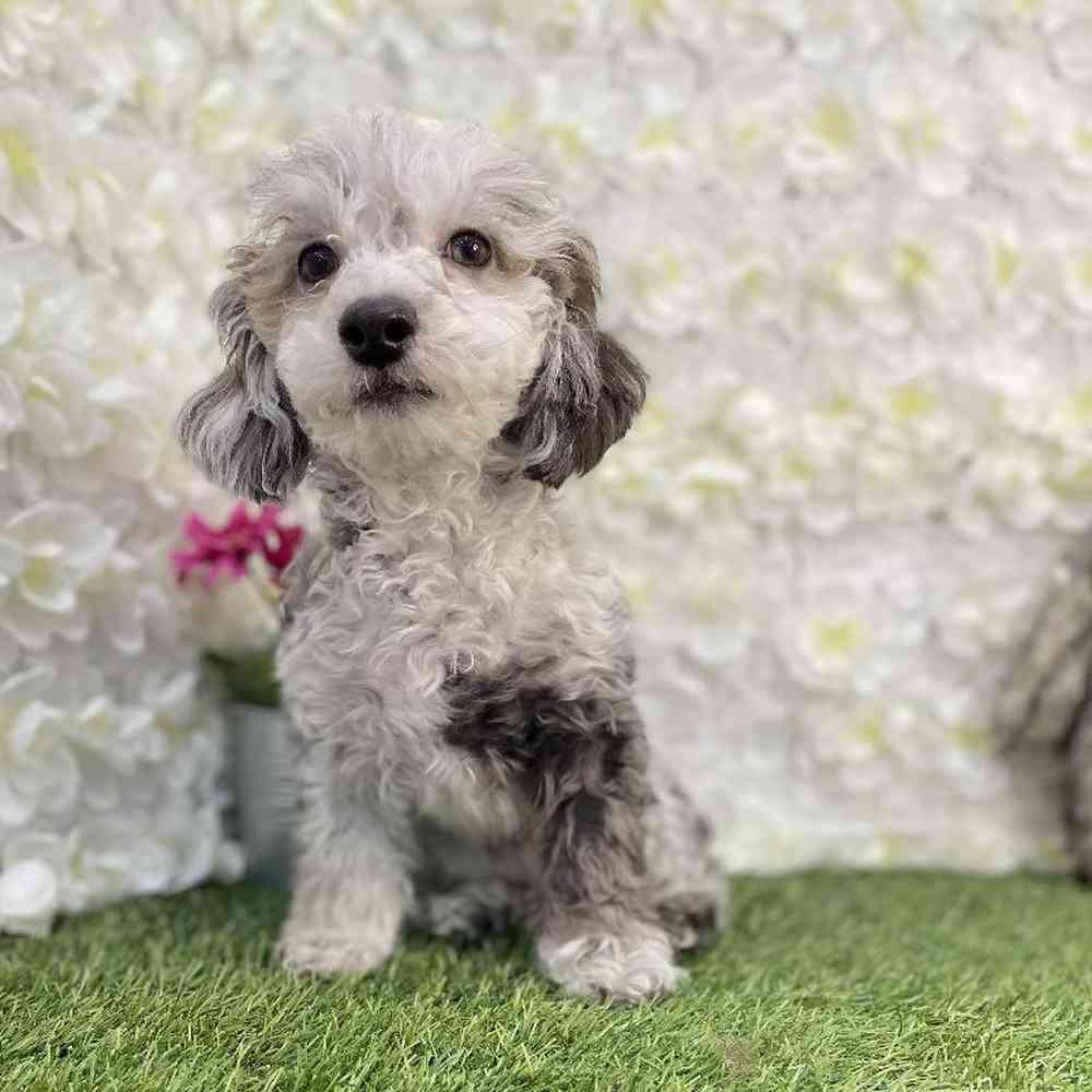 Male Poodle Toy Puppy for Sale in Braintree, MA
