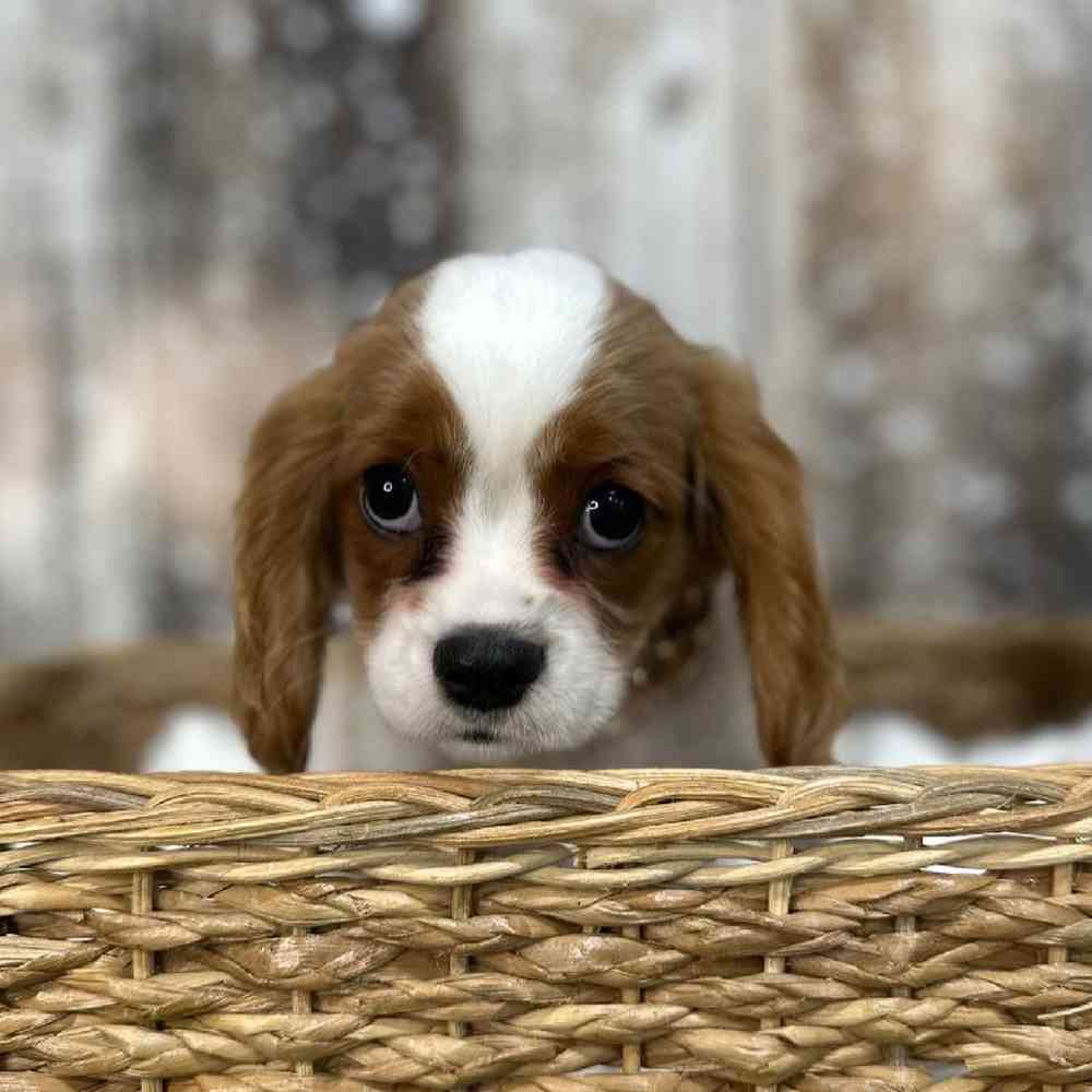 Male Cavalier King Charles Spaniel Puppy for Sale in Saugus, MA