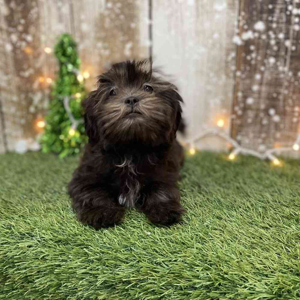 Female Malshi Puppy for Sale in Braintree, MA