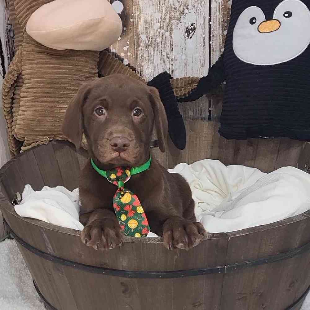 Male Labrador Retriever Puppy for Sale in Saugus, MA