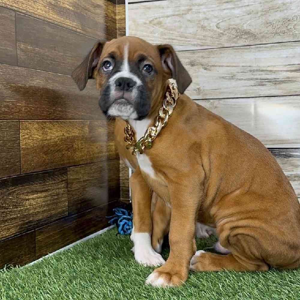 Male Boxer Puppy for Sale in Saugus, MA