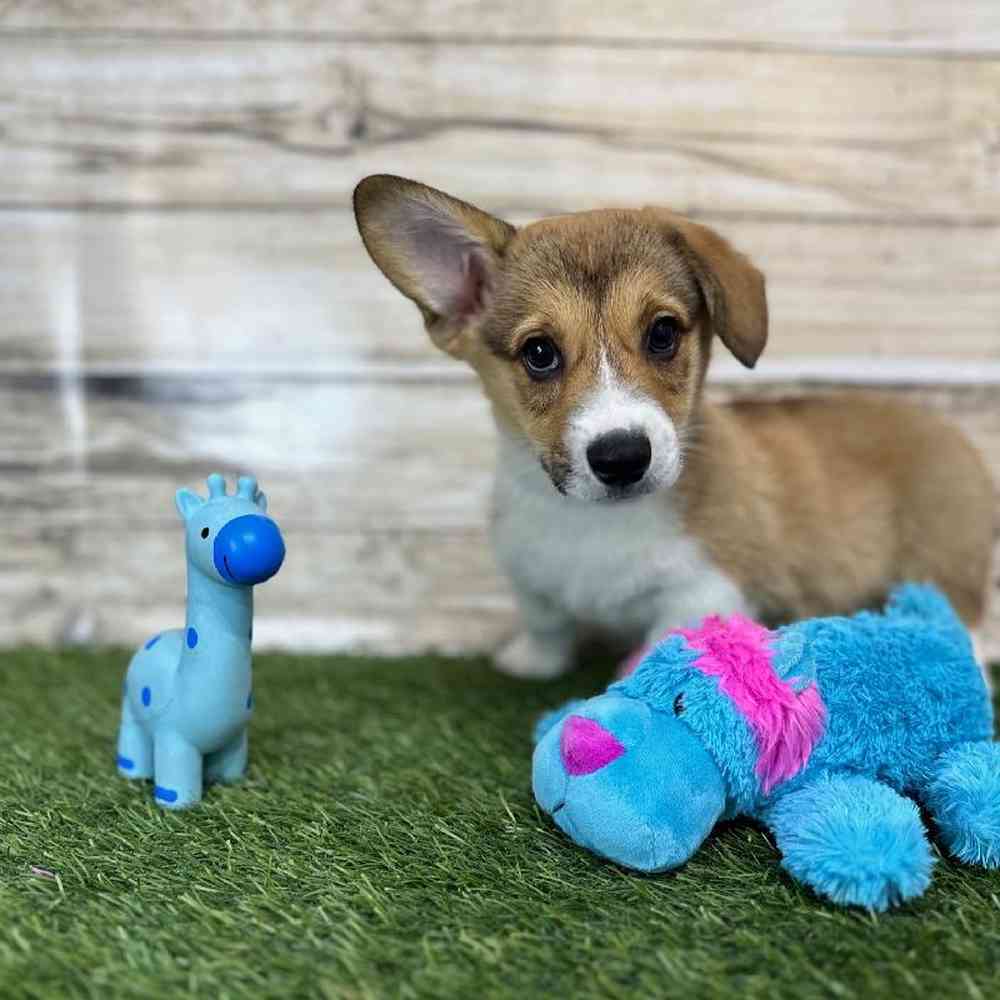 Male Pembroke Welsh Corgi Puppy for Sale in Saugus, MA