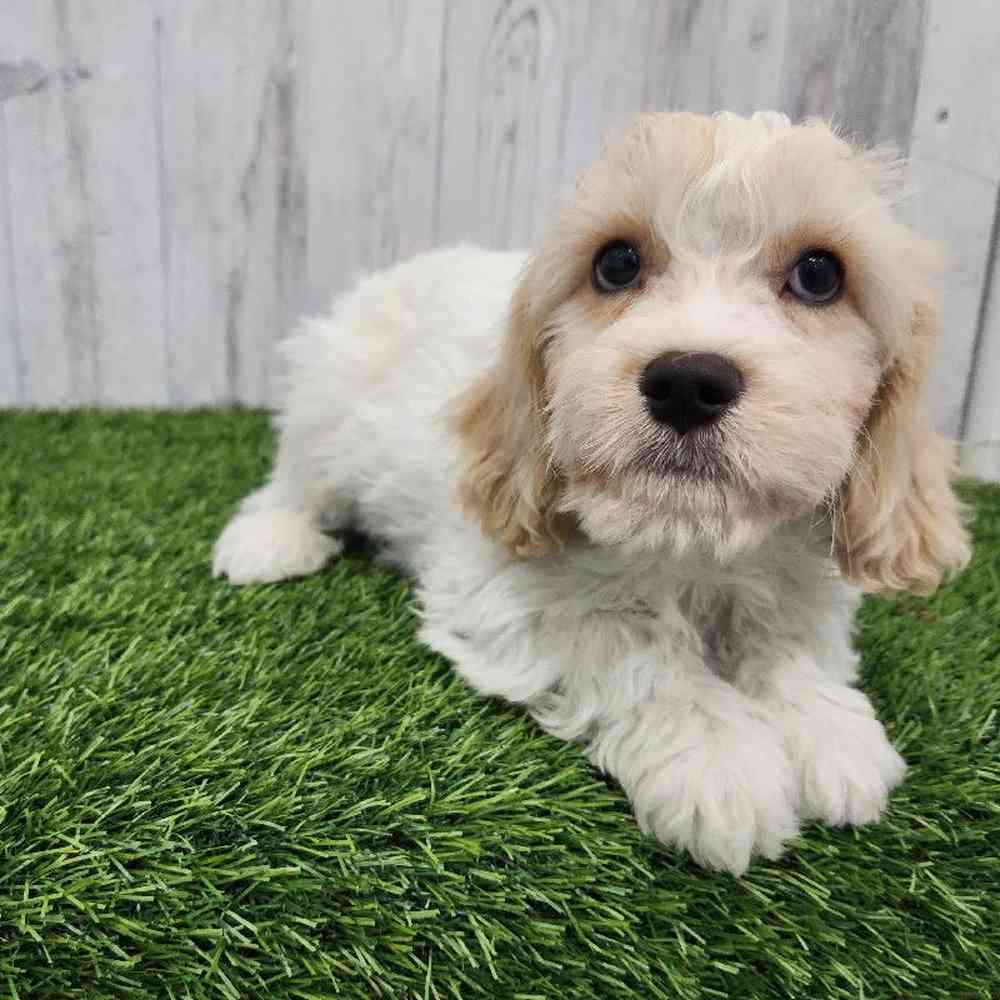 Male Cavachon Puppy for Sale in Braintree, MA