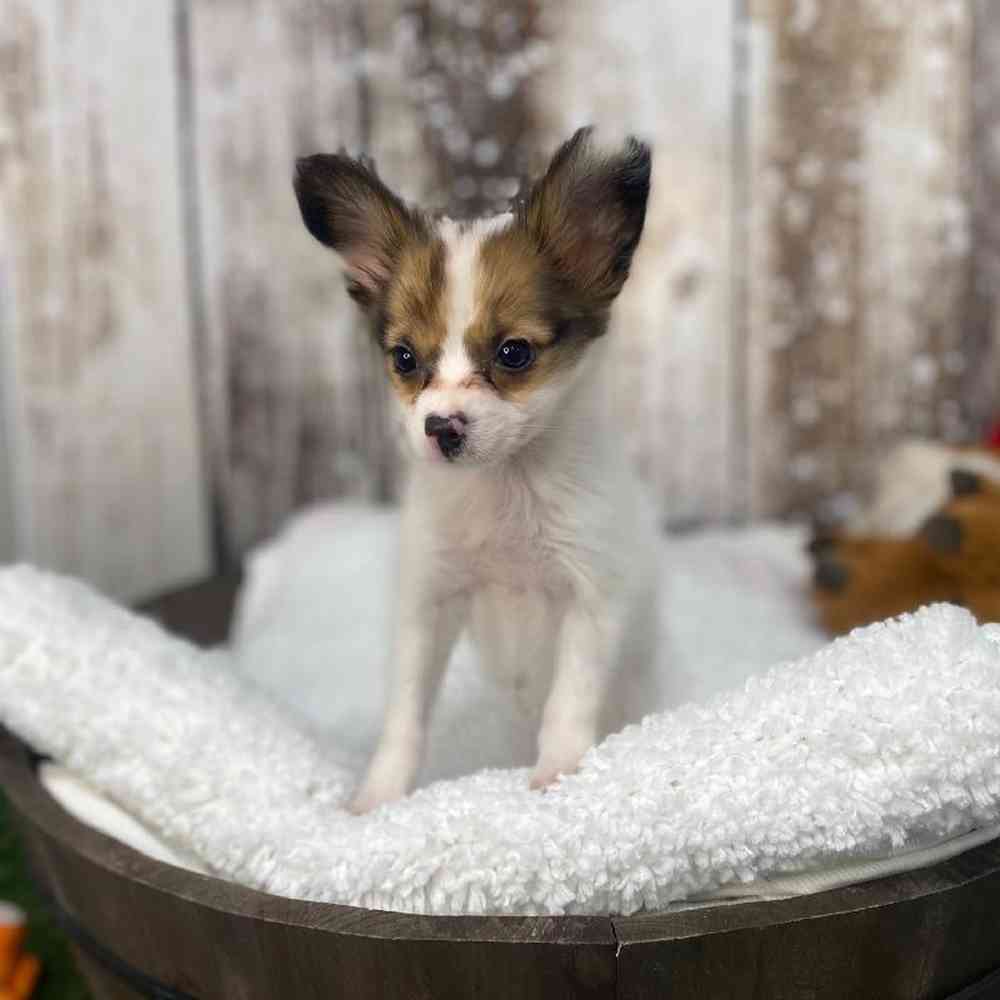 Female Papillon Puppy for Sale in Saugus, MA