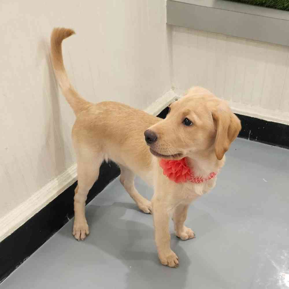 Female Labrador Retriever Puppy for sale