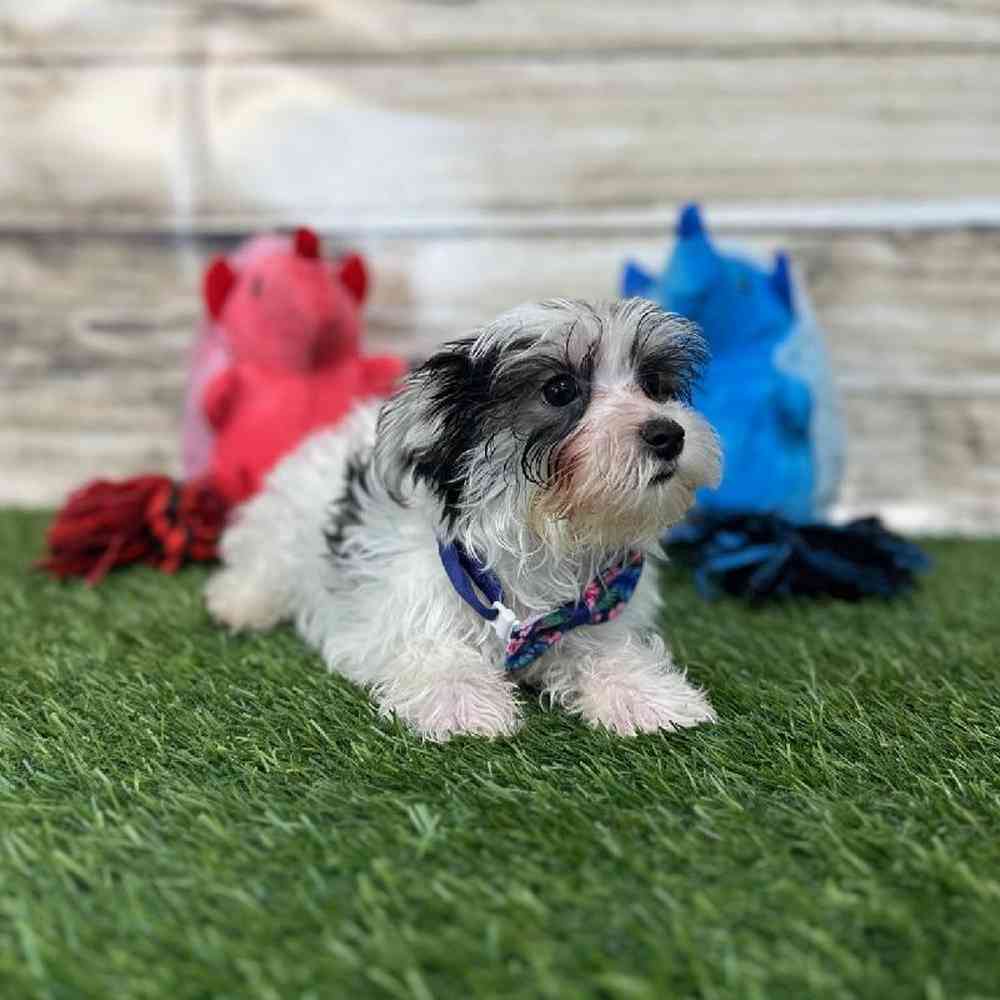 Male Morkie Puppy for Sale in Saugus, MA