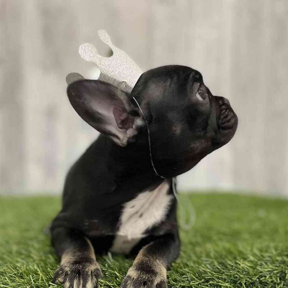 Female French Bulldog Puppy for Sale in Braintree, MA