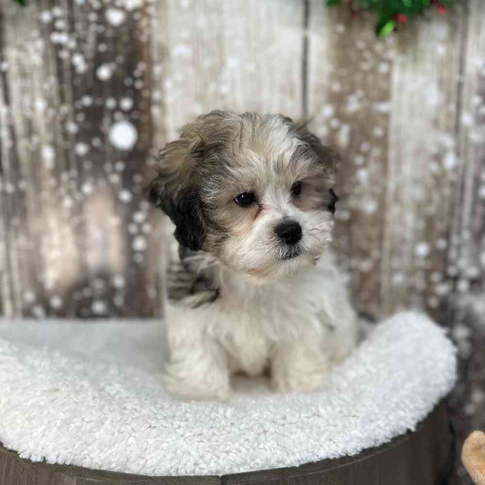 Male Teddy Bear (Zuchon) Puppy for Sale in Saugus, MA