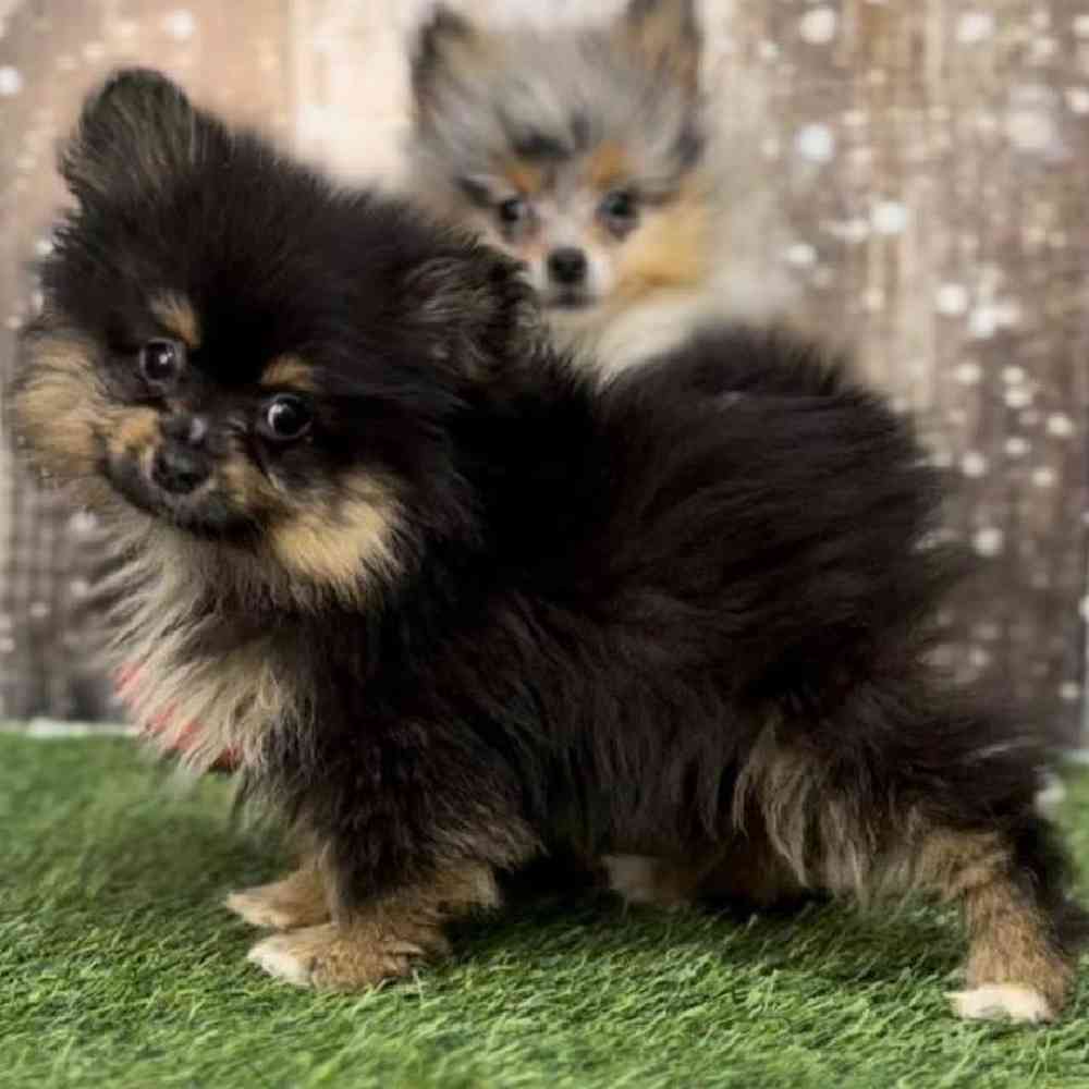 Male Pomeranian Puppy for Sale in Saugus, MA