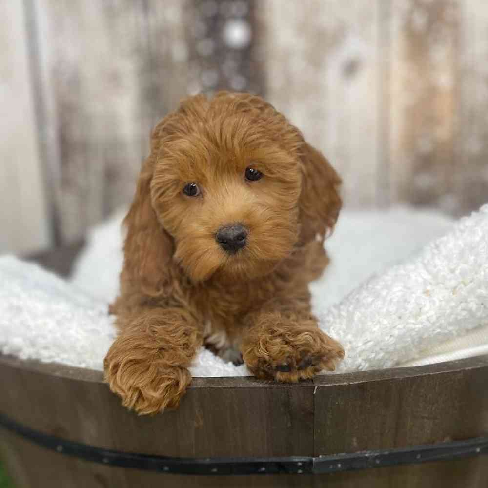 Male Cockapoo Puppy for Sale in Saugus, MA