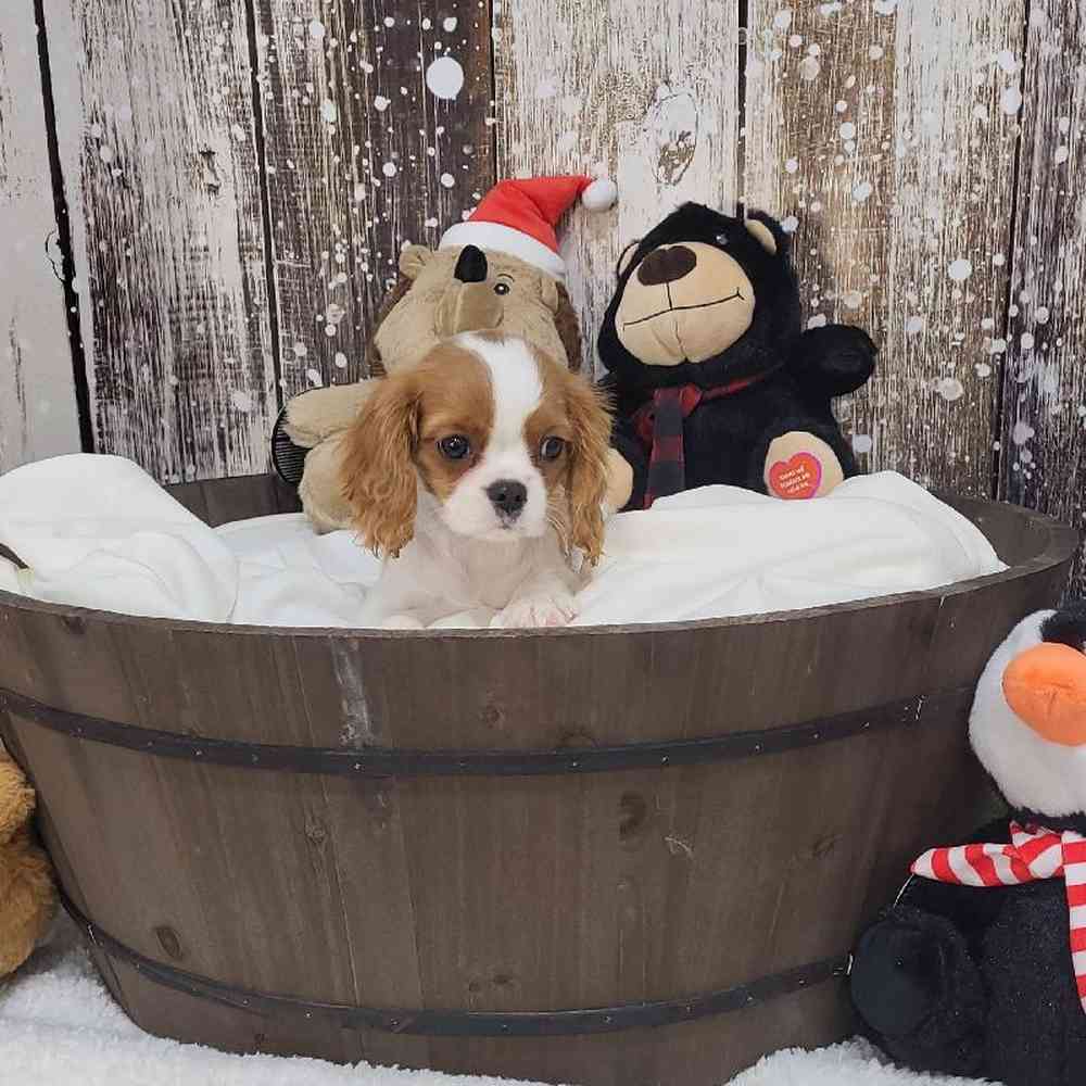 Female Cavalier King Charles Spaniel Puppy for Sale in Saugus, MA