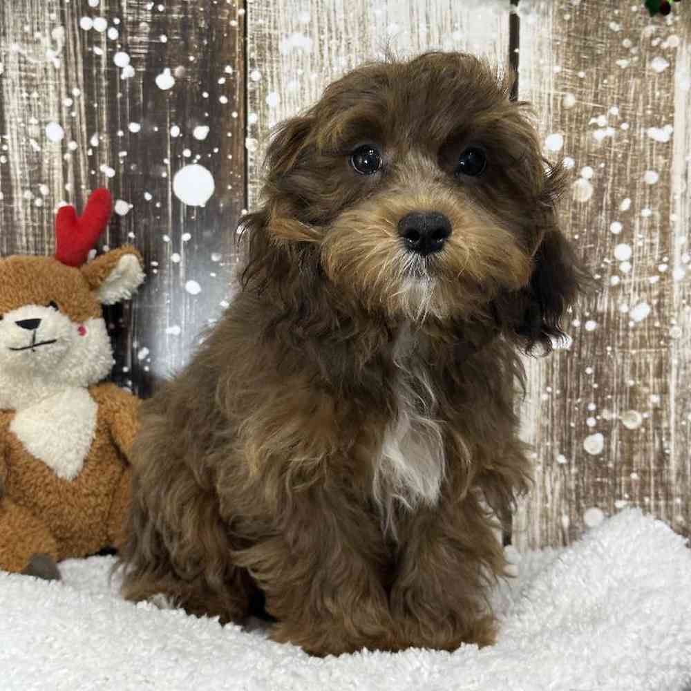 Male Lhasa-Poo Puppy for Sale in Saugus, MA