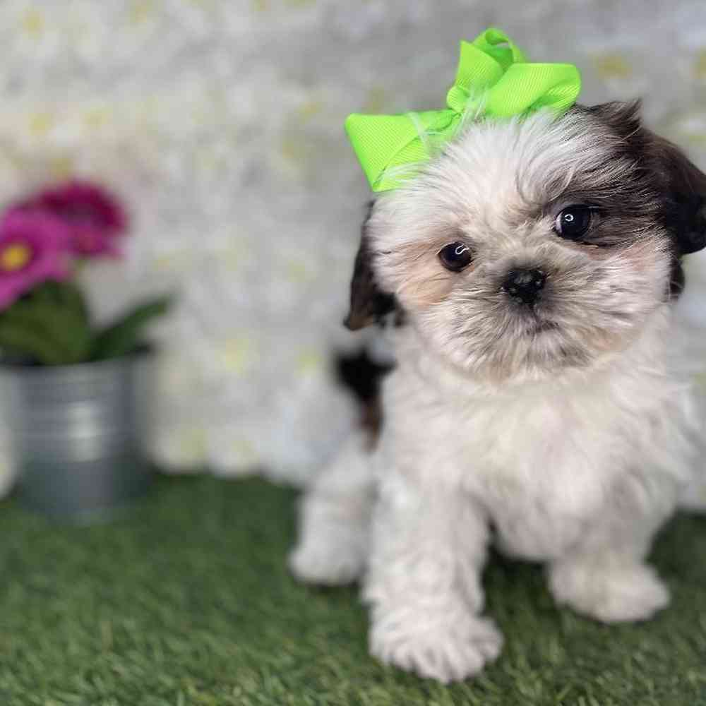 Female Shih Tzu Puppy for Sale in Braintree, MA