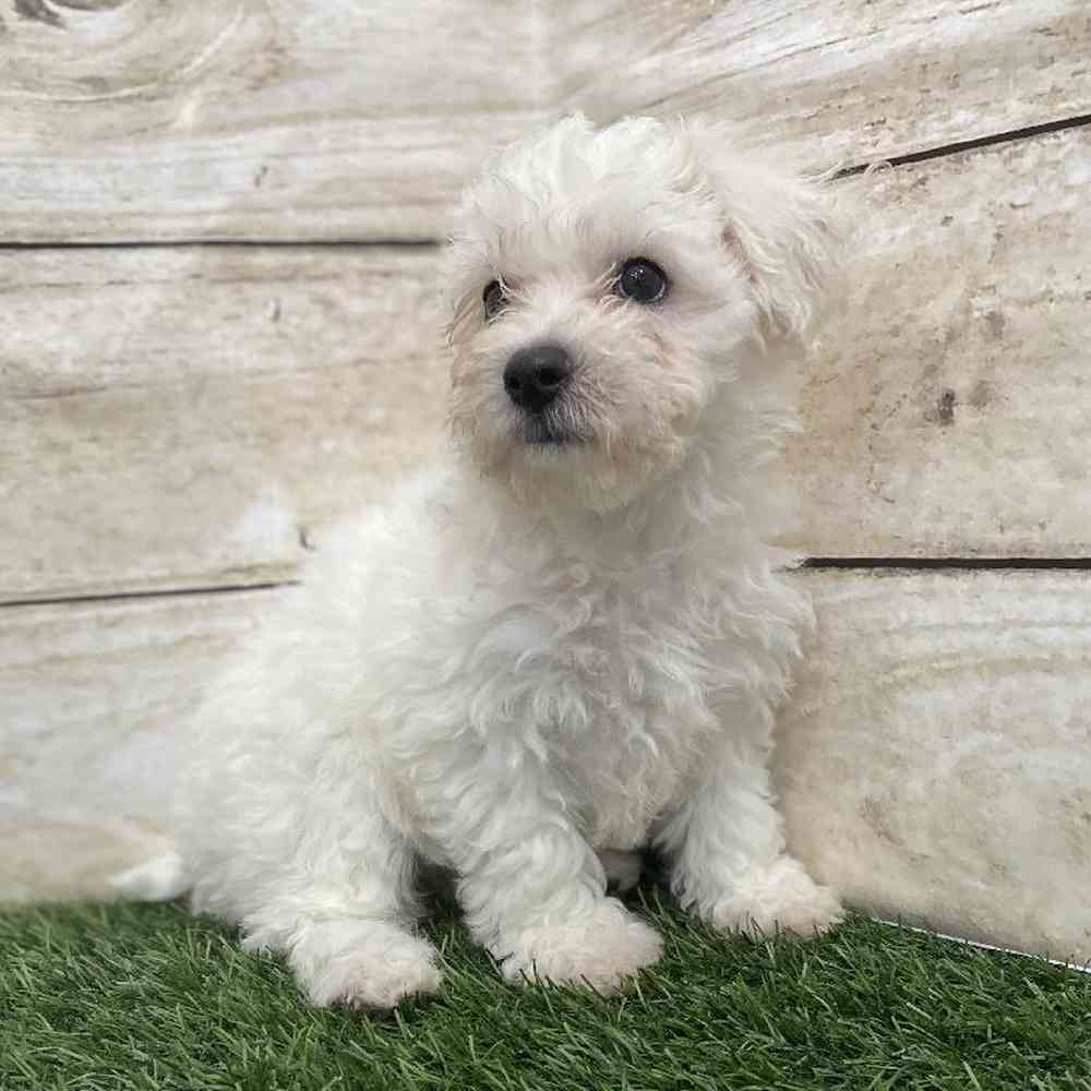 Female Bichon Frise Puppy for Sale in Braintree, MA