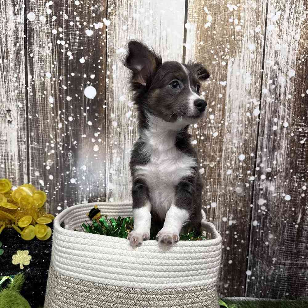 Male Chihuahua Puppy for Sale in Saugus, MA