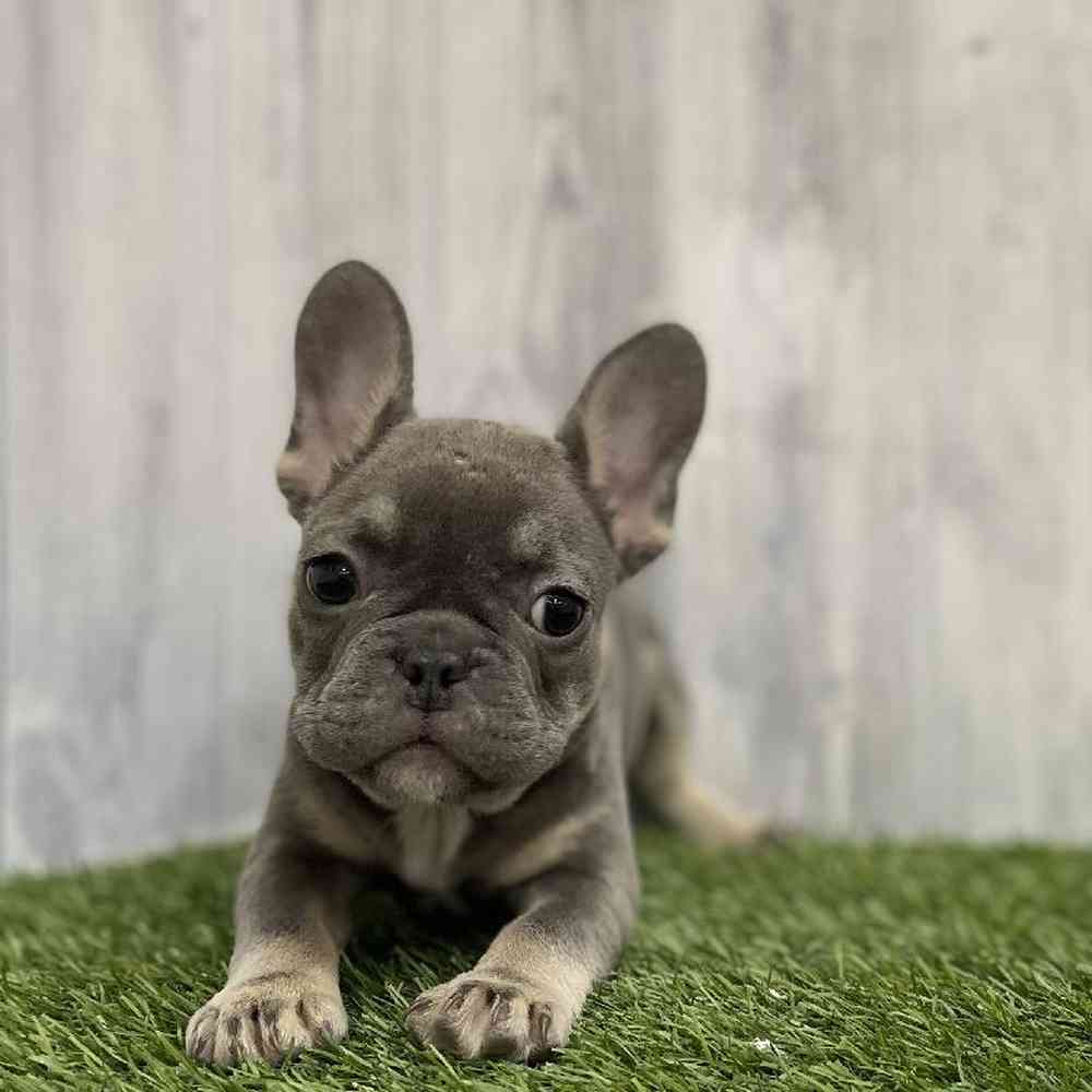Female French Bulldog Puppy for Sale in Braintree, MA