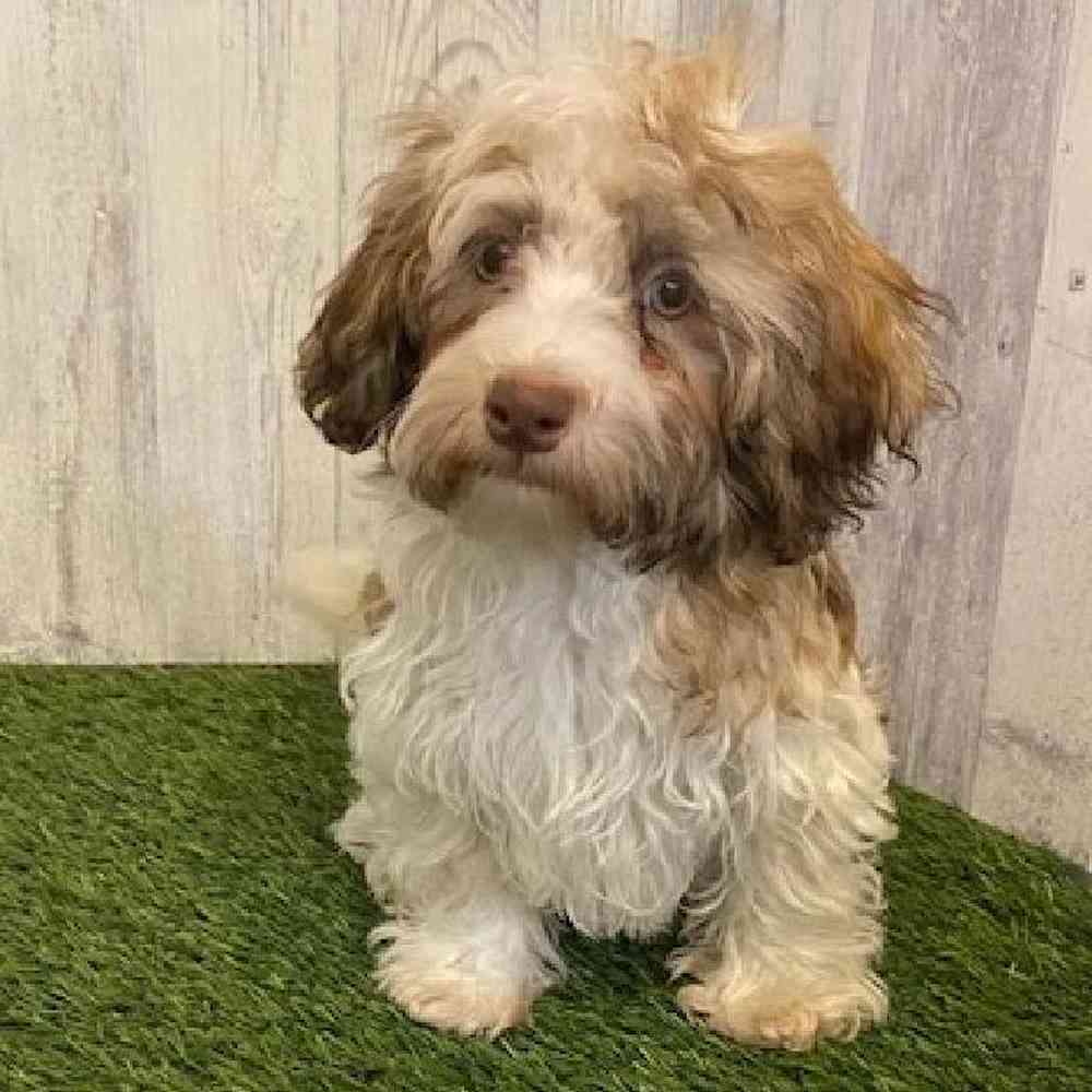 Male Havanese Puppy for sale
