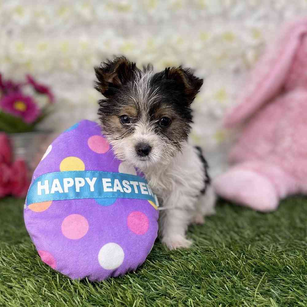 Male Biewer Yorkshire Terrier Puppy for Sale in Braintree, MA