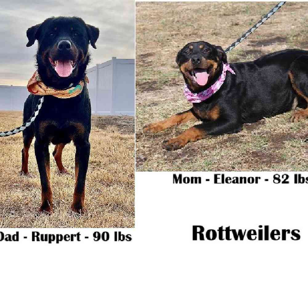 Female Rottweiler Puppy for Sale in Saugus, MA