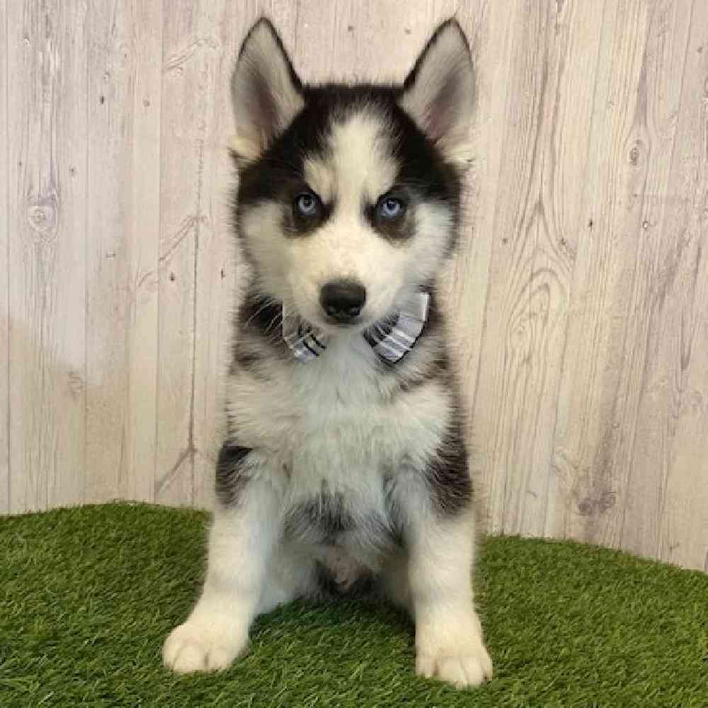 Male Siberian Husky Puppy for Sale in Saugus, MA