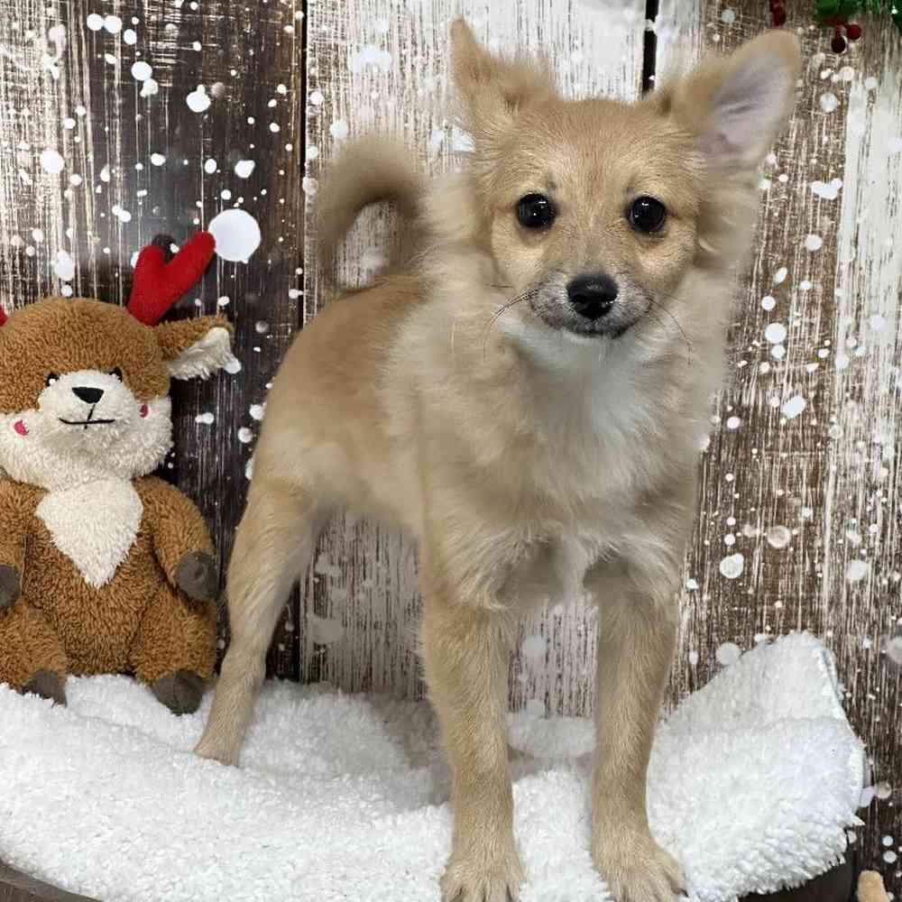 Female Pomeranian Puppy for Sale in Saugus, MA