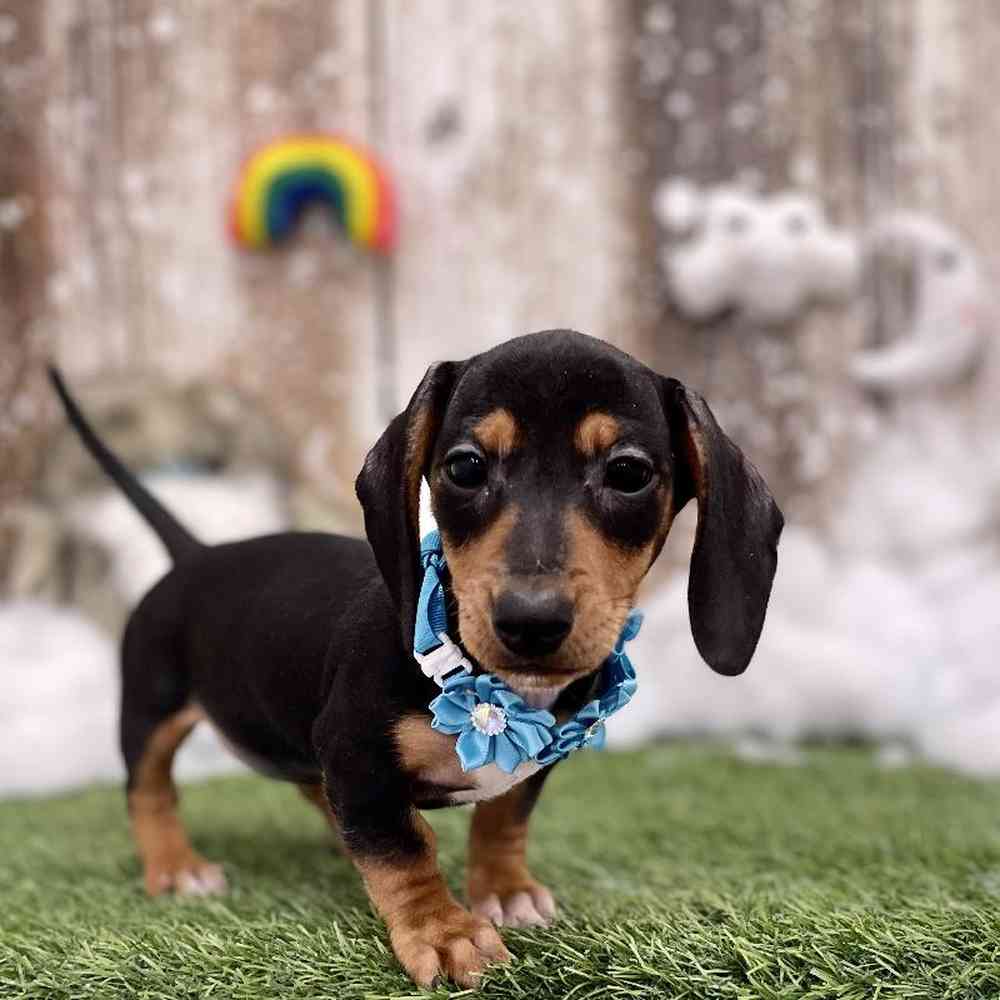 Female Dachshund Puppy for Sale in Braintree, MA