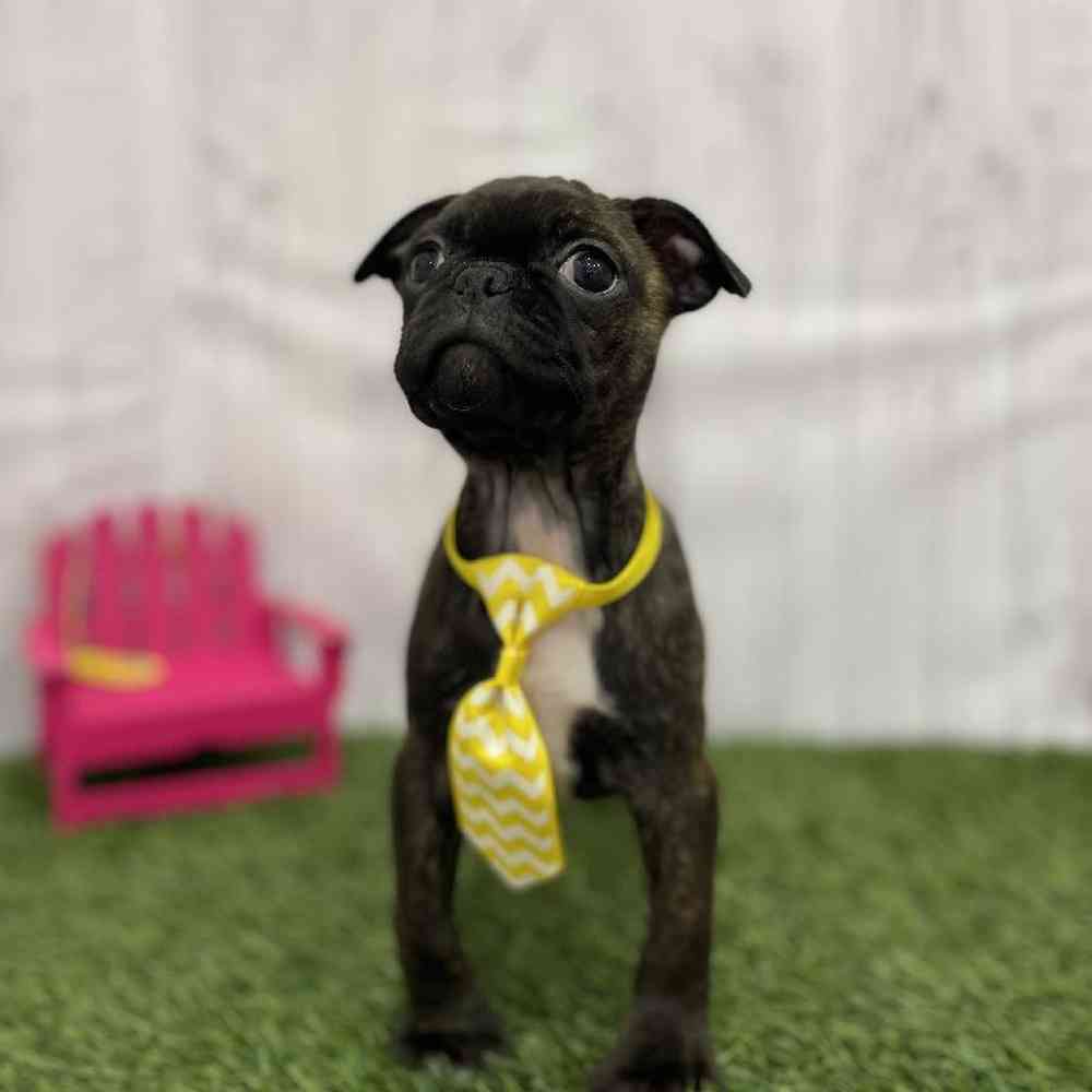 Male Bugg Puppy for Sale in Braintree, MA