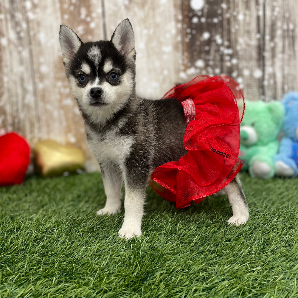 Female Alaskan Klee Kai Puppy for Sale in Braintree, MA