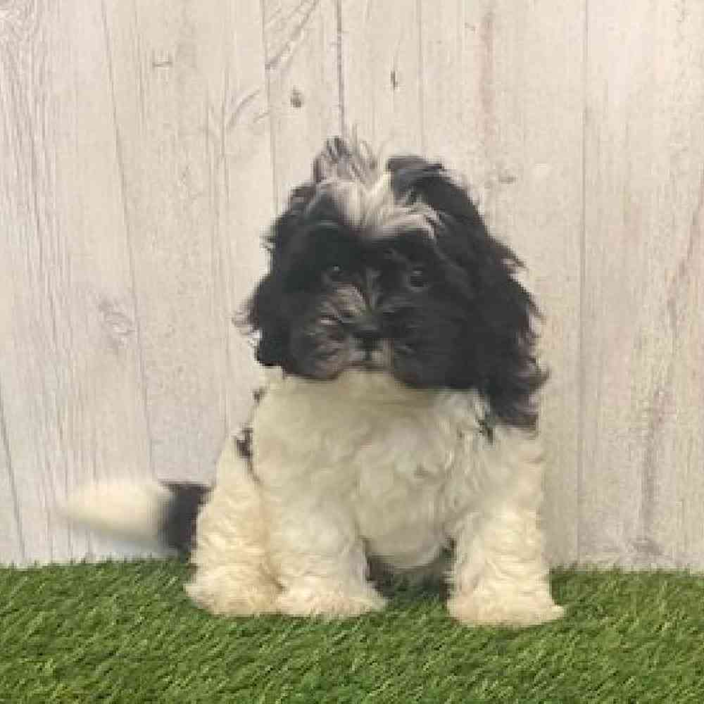 Male Shih-Poo Puppy for sale