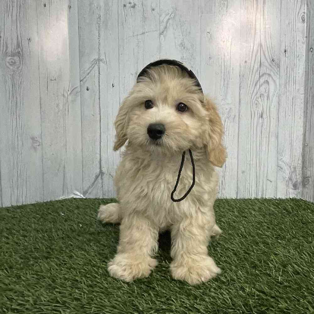 Male Mini Labradoodle 2nd Gen Puppy for sale