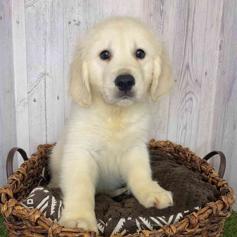 Male Golden Retriever Puppy for Sale in Saugus, MA