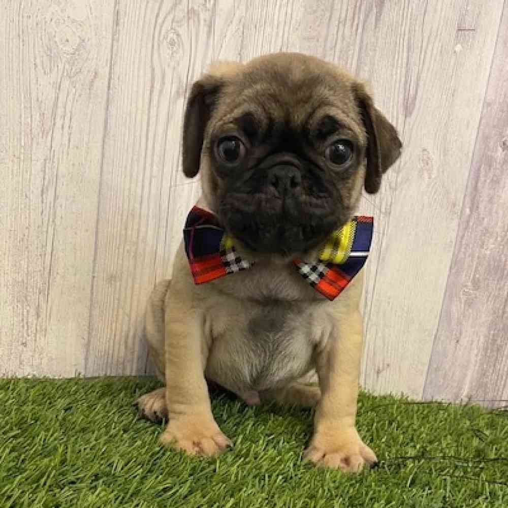 Male Pug Puppy for sale