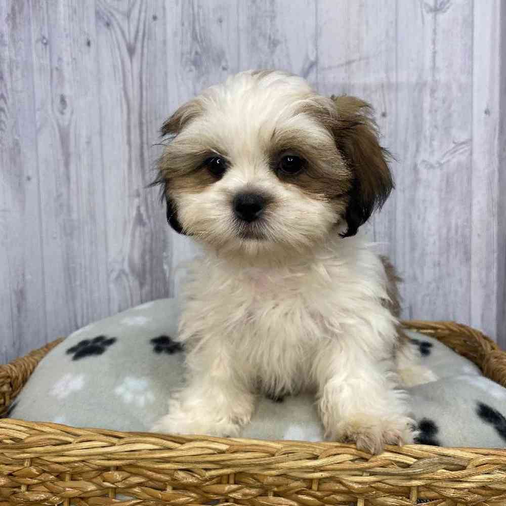 Male Shih Tzu Puppy for Sale in Saugus, MA