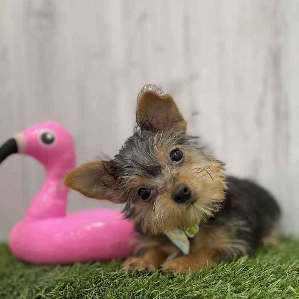 Male Chorkie Puppy for Sale in Braintree, MA