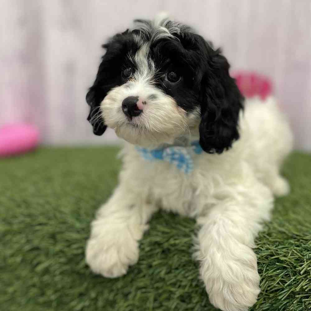 Male Cavapoo Puppy for Sale in Braintree, MA