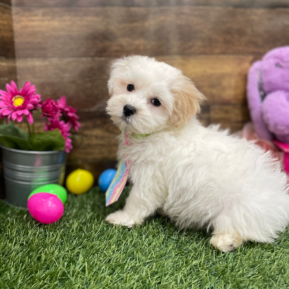 Male Malti-Poo Puppy for Sale in Braintree, MA