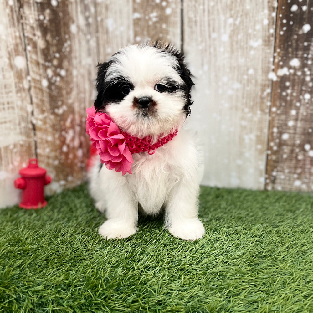 Female Shih Tzu Puppy for Sale in Braintree, MA