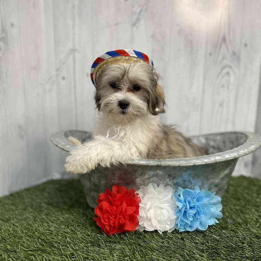 Male Malshi Puppy for sale